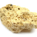 Close-up of a piece of beige coral on a white background